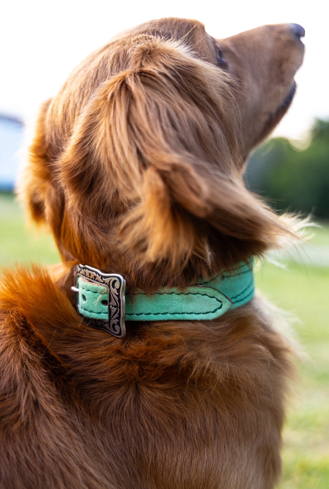 CUSTOM CANINE COLLAR STARTING AT $35.00