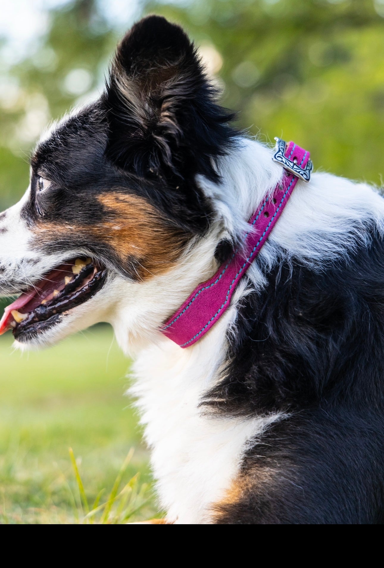 CUSTOM CANINE COLLAR STARTING AT $35.00