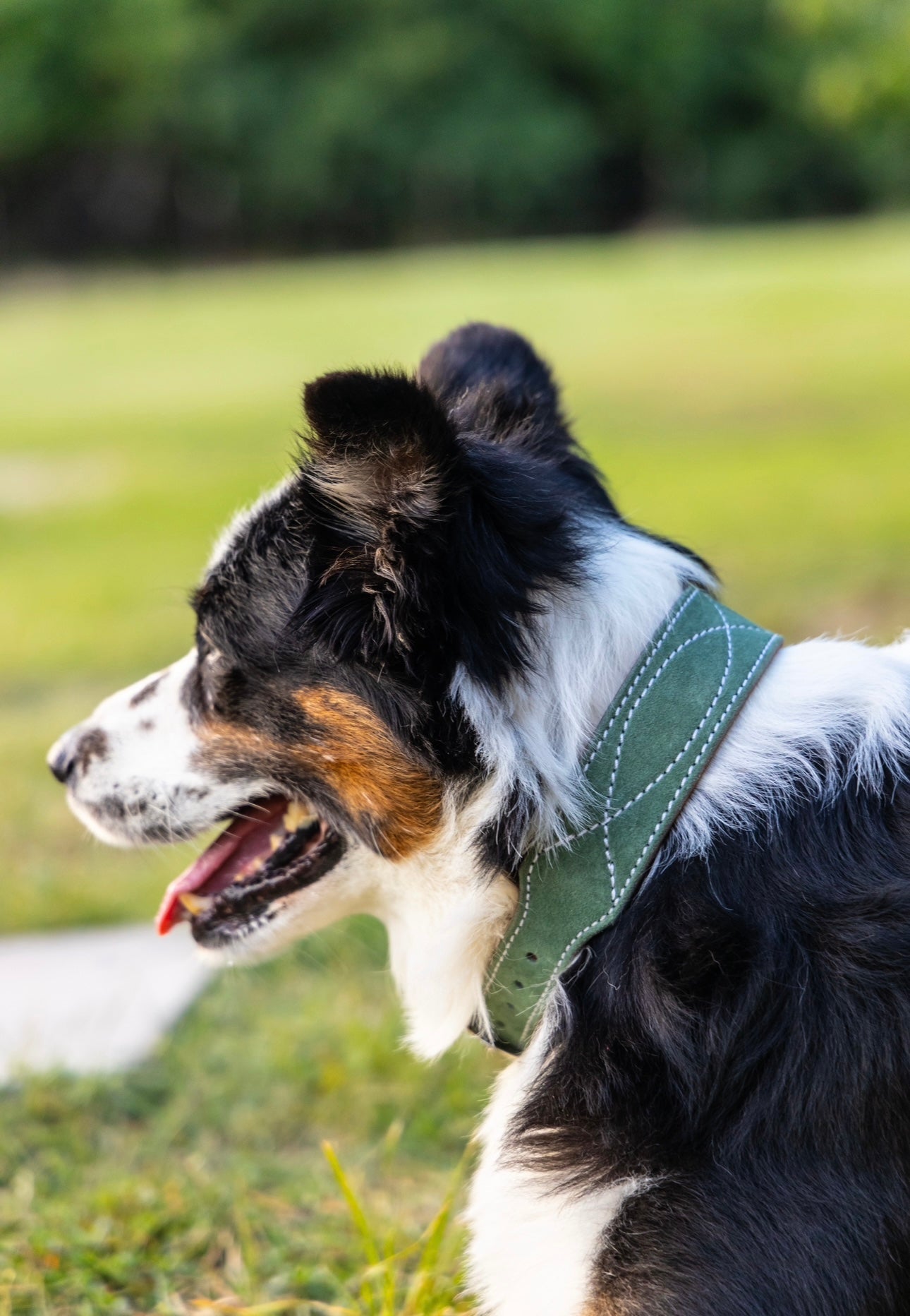 CUSTOM CANINE COLLAR STARTING AT $35.00