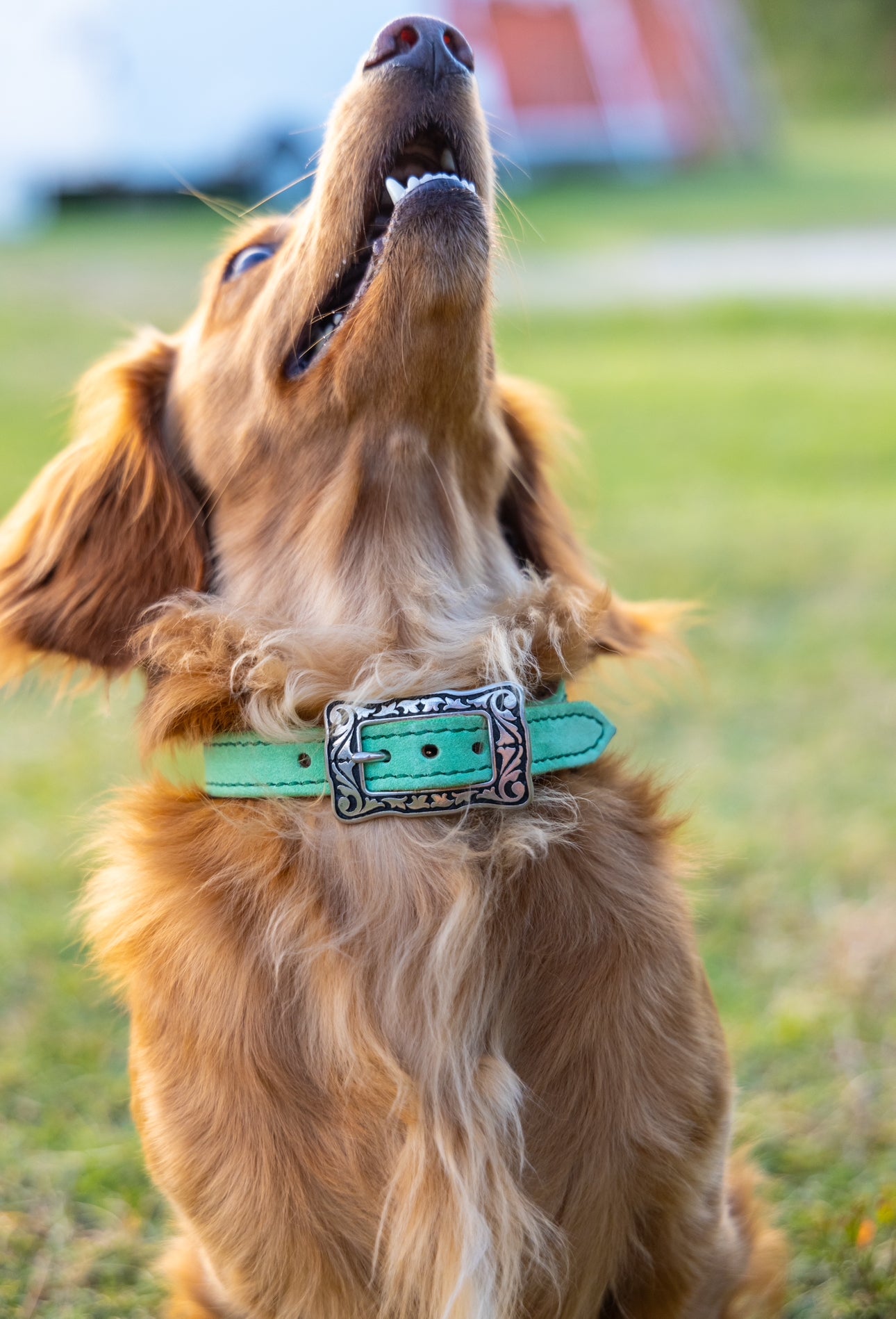 CUSTOM CANINE COLLAR STARTING AT $35.00